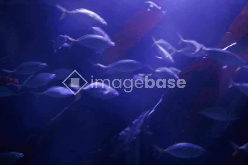 Underwater Serenity