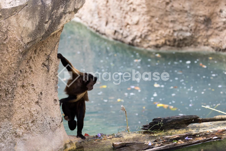 Playful Monkey by the Water