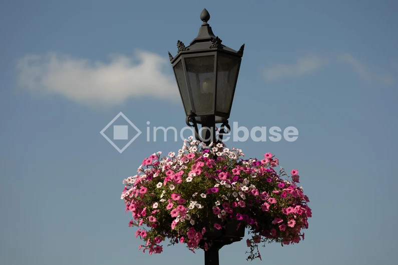 Street Lamp and Flowers