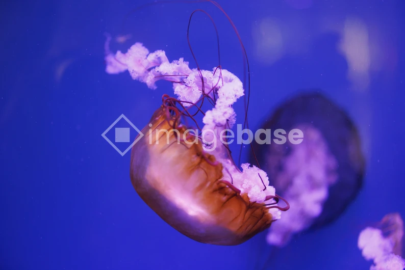 Graceful Jellyfish
