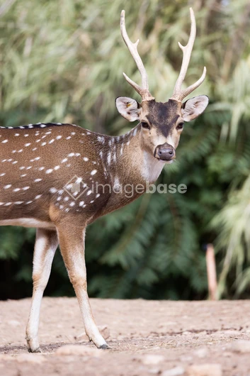 Spotted Deer in the Wild