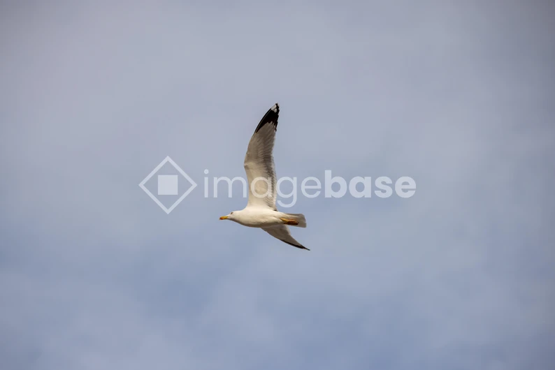 Seagull in Flight