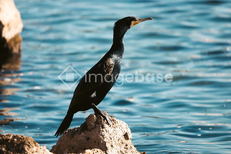Bird by the Water