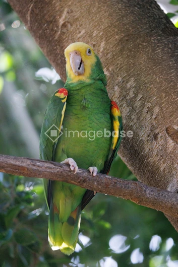 Parrot Perched on Tree