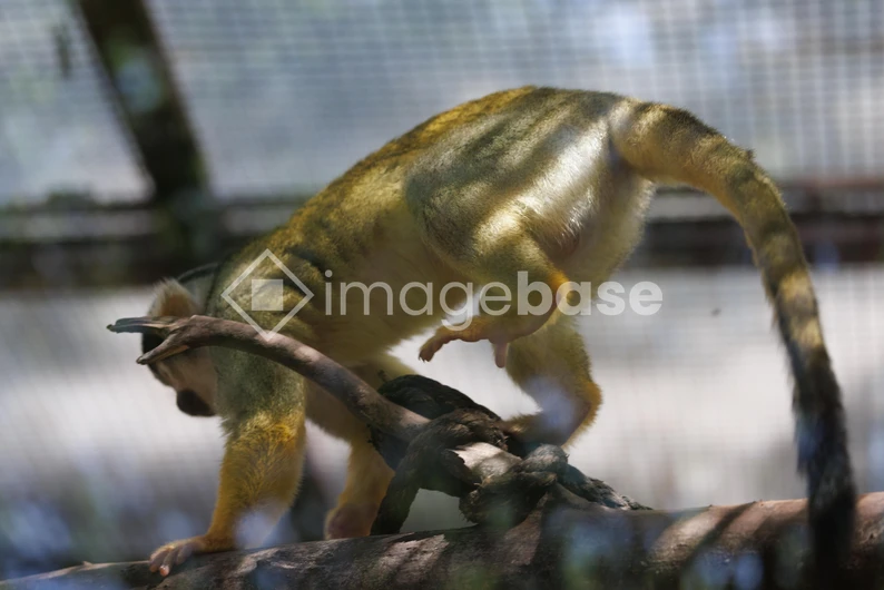 Squirrel Monkey on a Branch