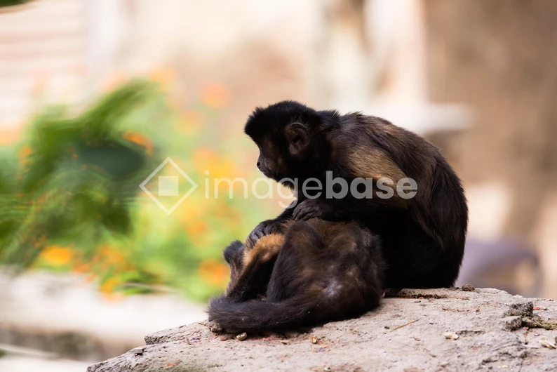 Resting Monkeys