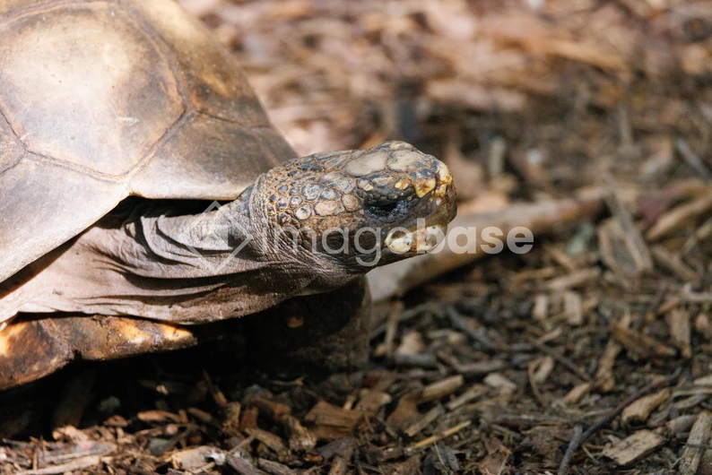 Tortoise in Natural Habitat