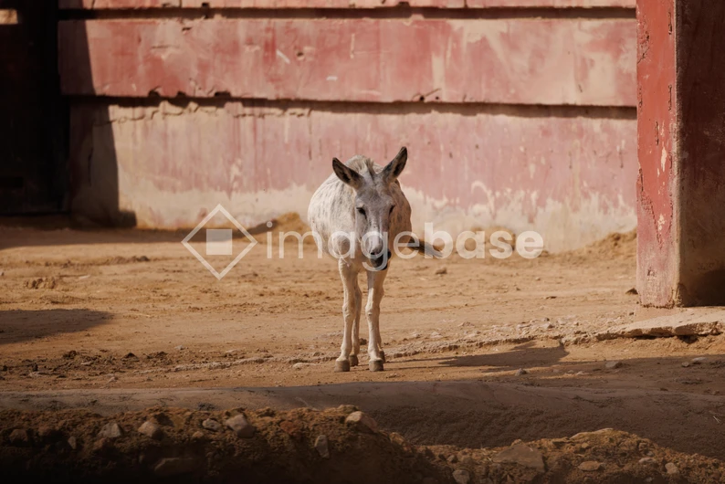 Lone Donkey in a Rustic Setting