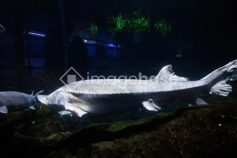 Underwater Sturgeon in Aquarium