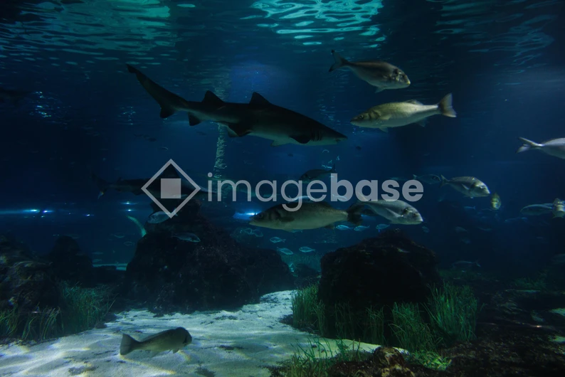 Underwater Scene with Sharks