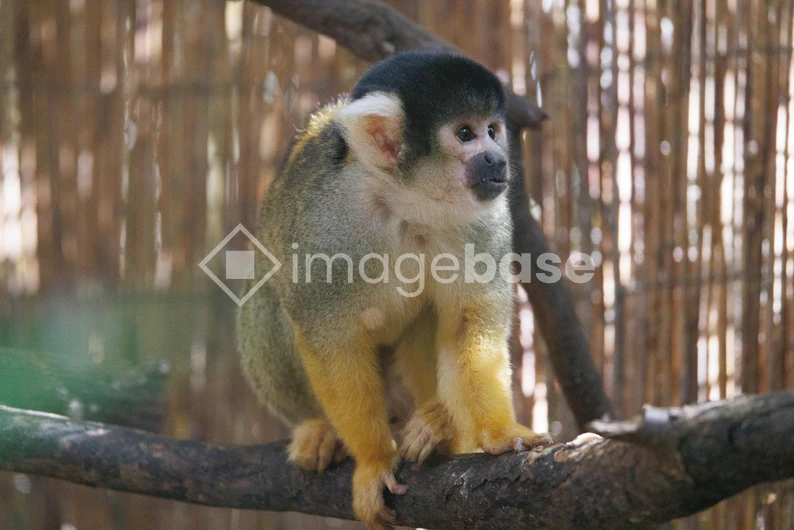 Squirrel Monkey on a Branch
