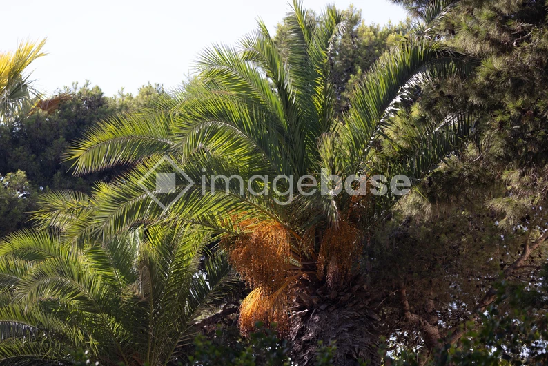 Lush Palm Tree in Sunlight
