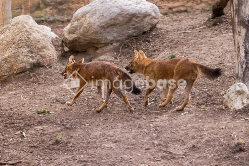 Two Wild Canines in Nature