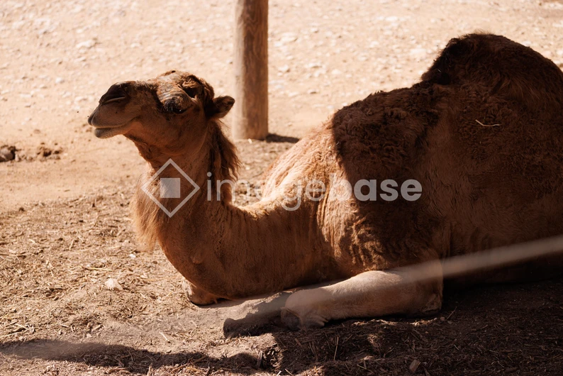 Resting Camel in Desert