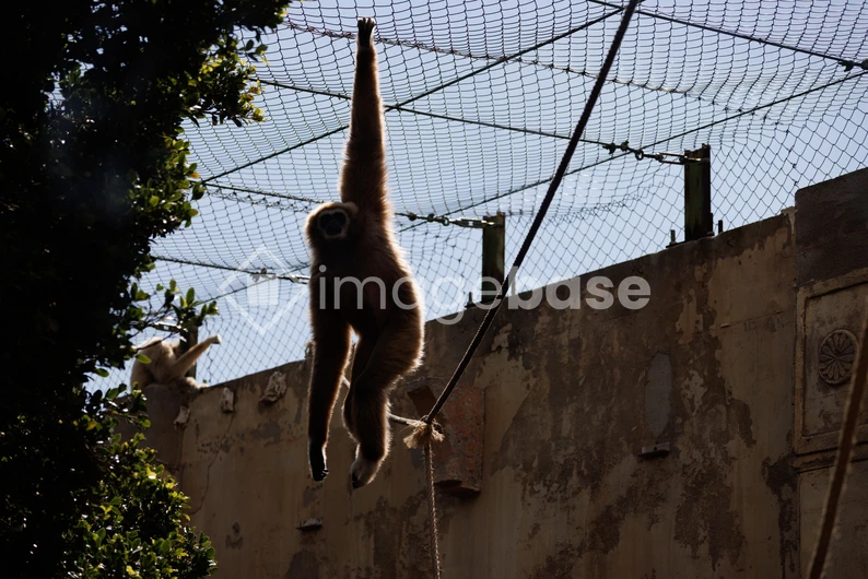 Gibbon Swinging in Enclosure