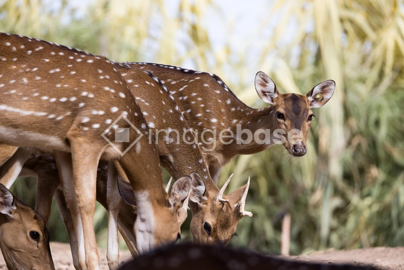 Grazing Deer in the Wild