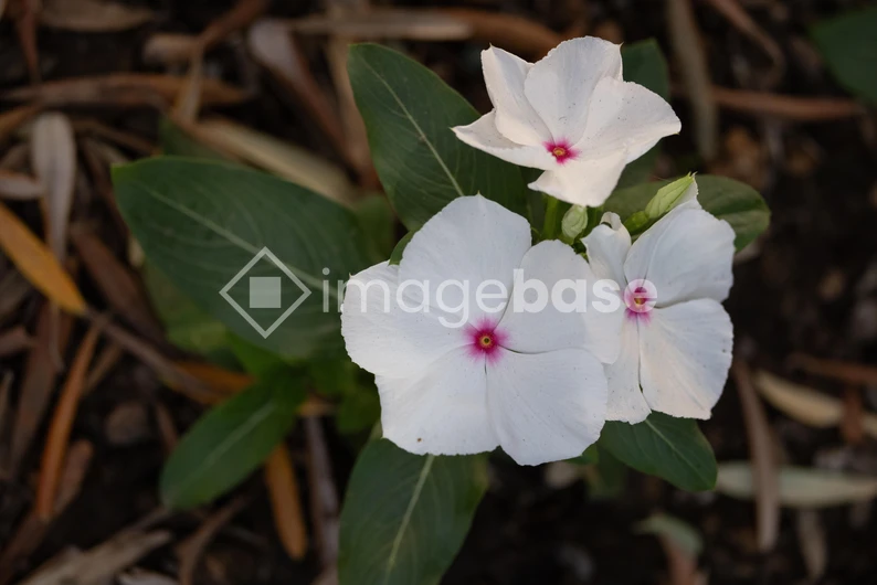 White Flowers in Bloom