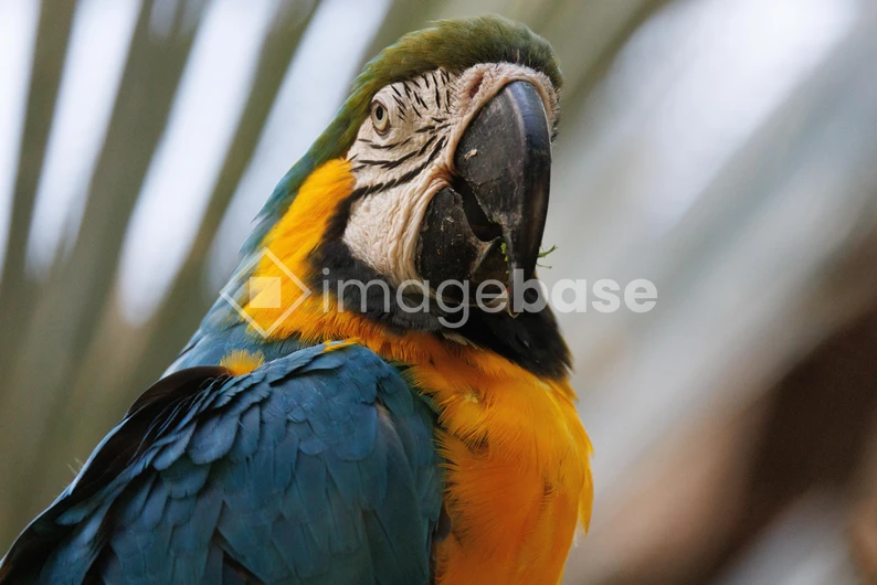 Close-up of a Parrot