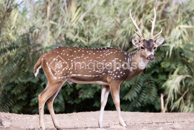 Spotted Deer in Natural Habitat