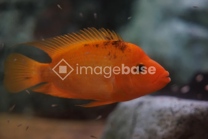 Vibrant Orange Fish
