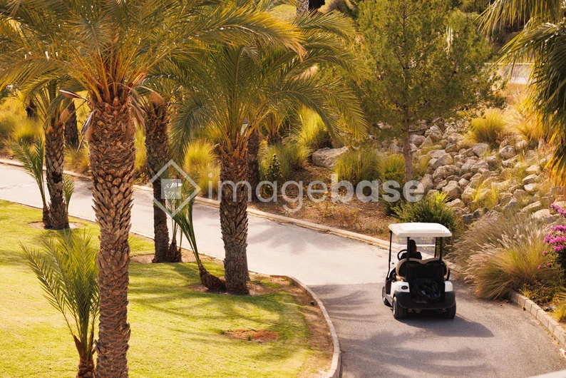 Golf Cart Amongst Palm Trees