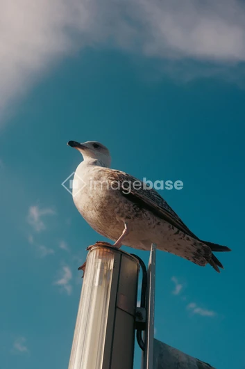 Seagull on a Lamp Post