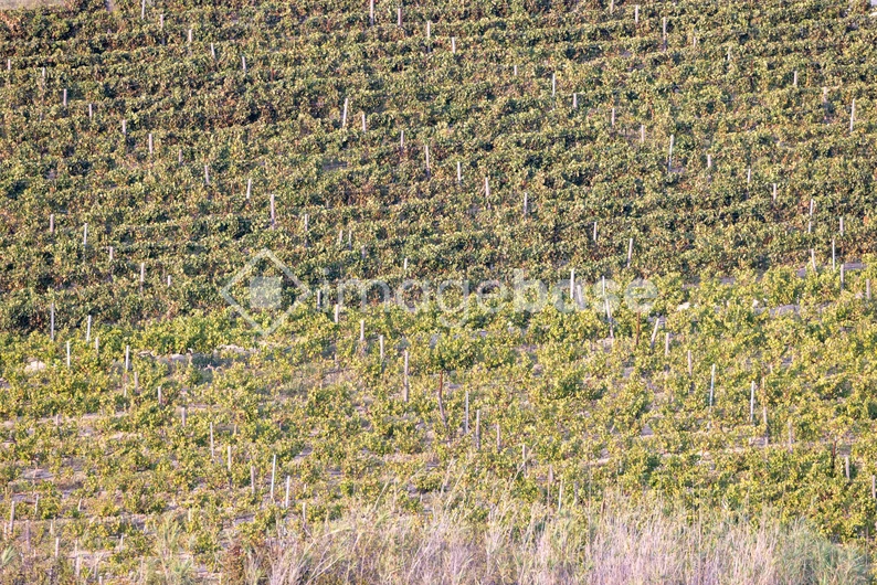 Vineyard Landscape