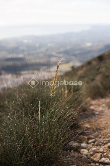 Mountain Path with Grass