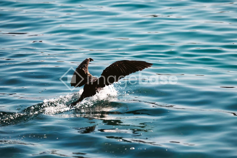 Bird Skimming Water