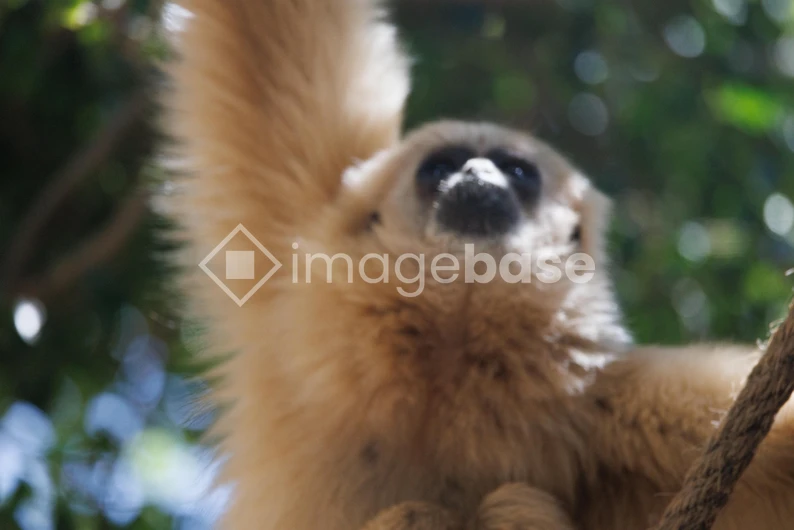 Gibbon in Natural Habitat