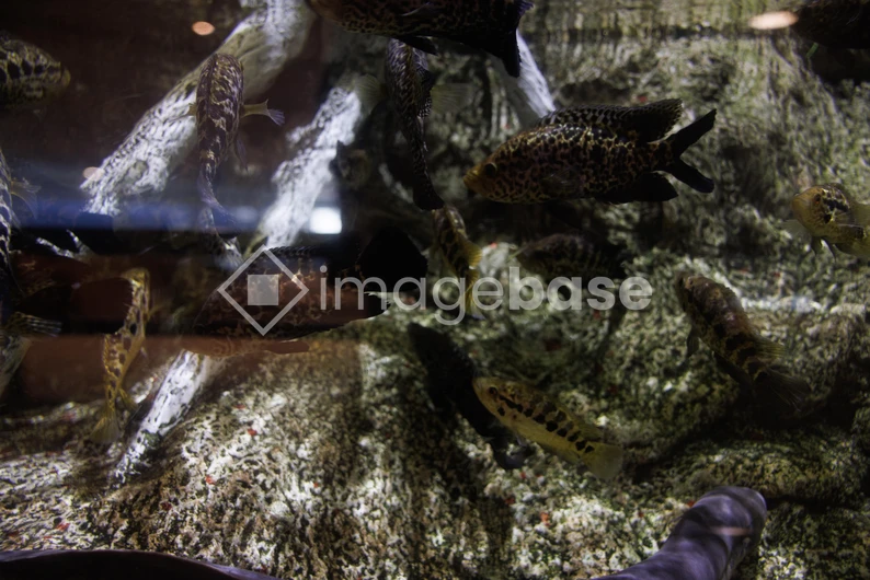 Underwater Fish Habitat