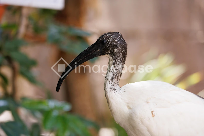 Close-up of an Ibis