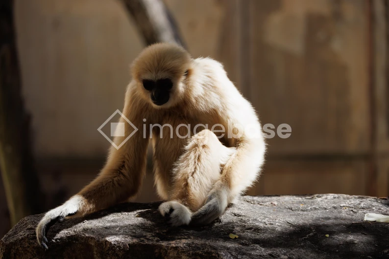 Solitary Primate