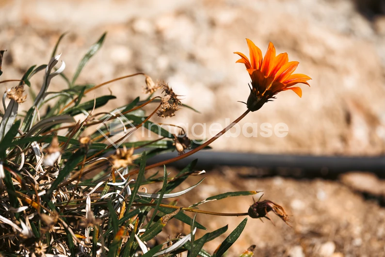 Lone Orange Flower in Sunlight