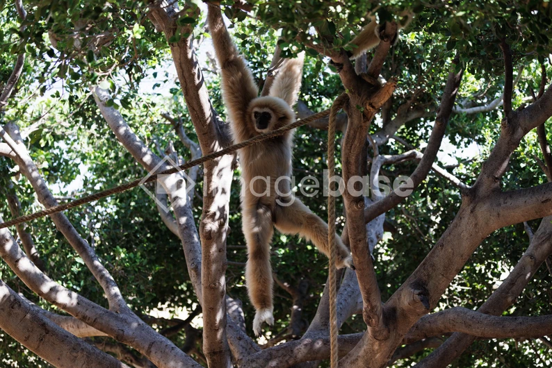 Gibbon in the Trees