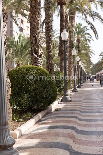 Palm Tree Promenade