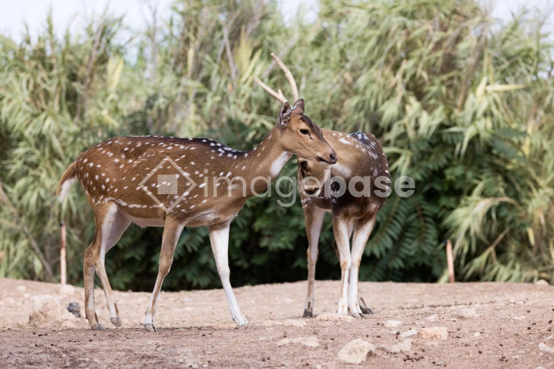 Spotted Deer in Natural Habitat