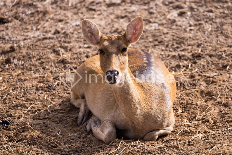 Resting Deer