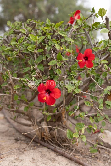 Vibrant Red Hibiscus Blossoms