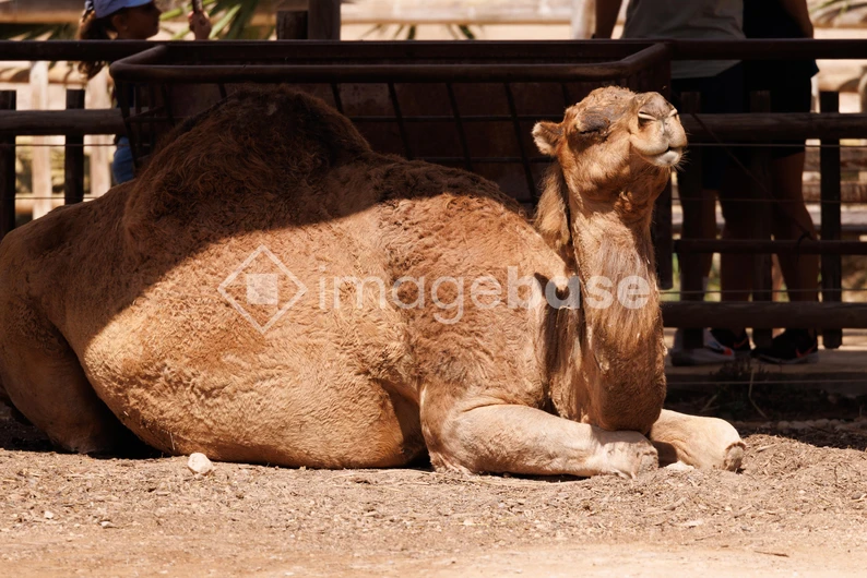 Resting Camel in Sun