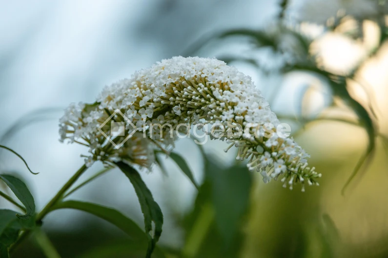 Delicate White Flower Close-Up