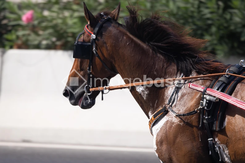 Horse in Motion