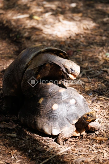 Tortoises in Nature
