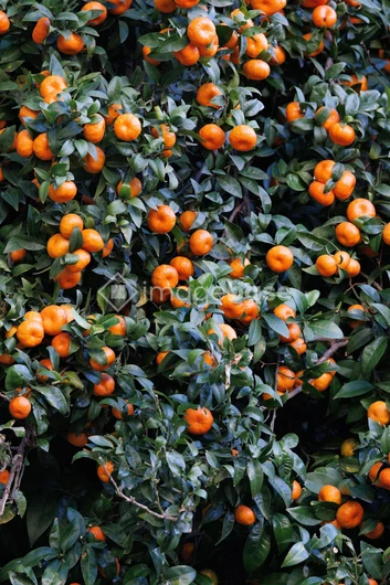 Orange Citrus Grove