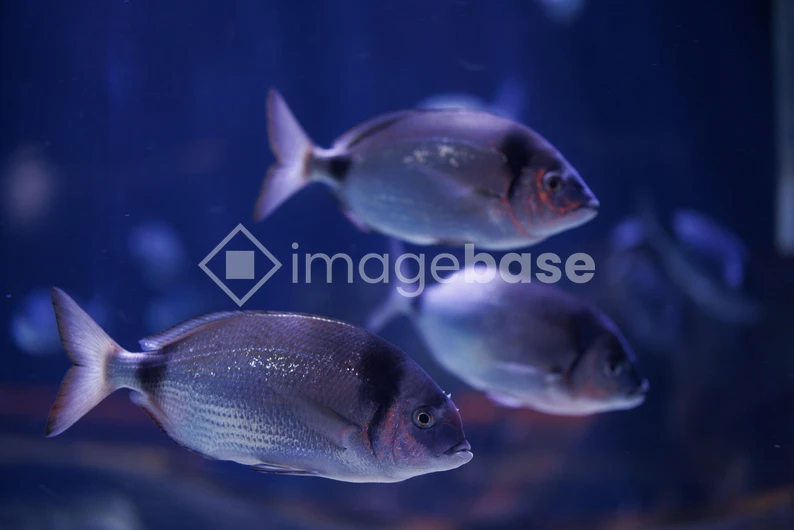 Aquatic Harmony