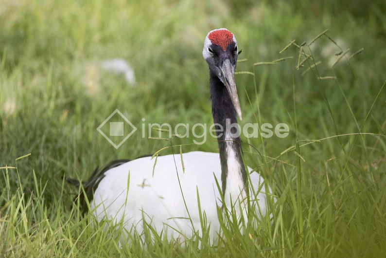 Crane Resting in Grass