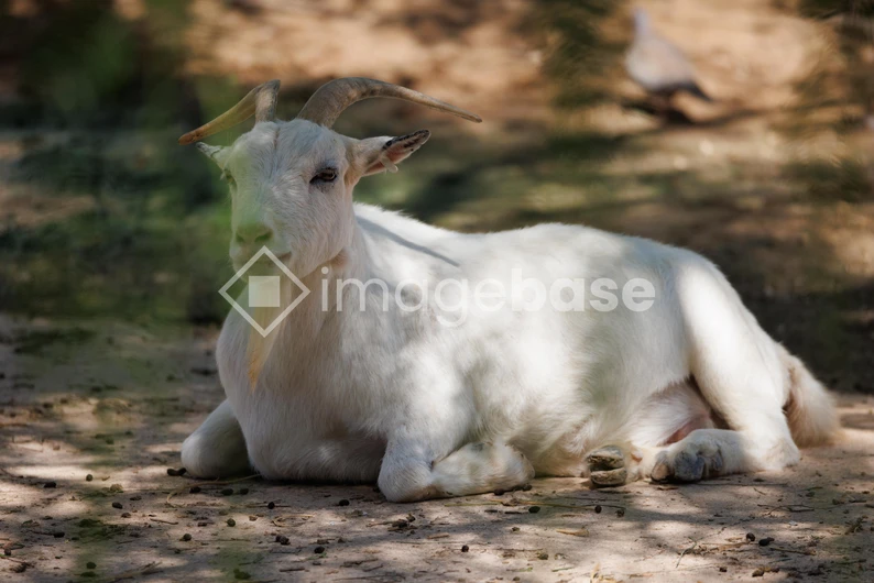 Resting Goat in Sunlight