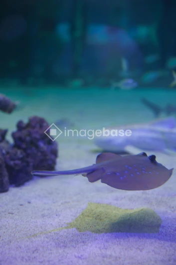 Underwater Serenity