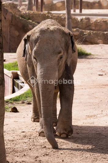 Elephant in a Zoo