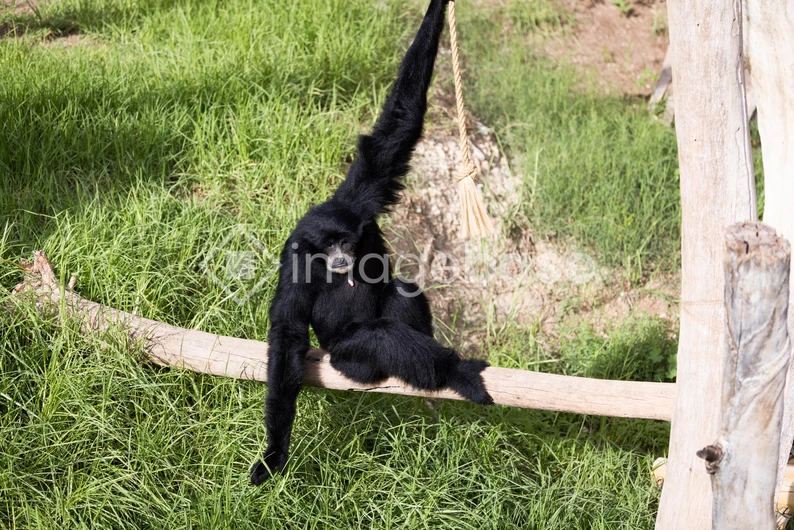 Gibbon in Nature